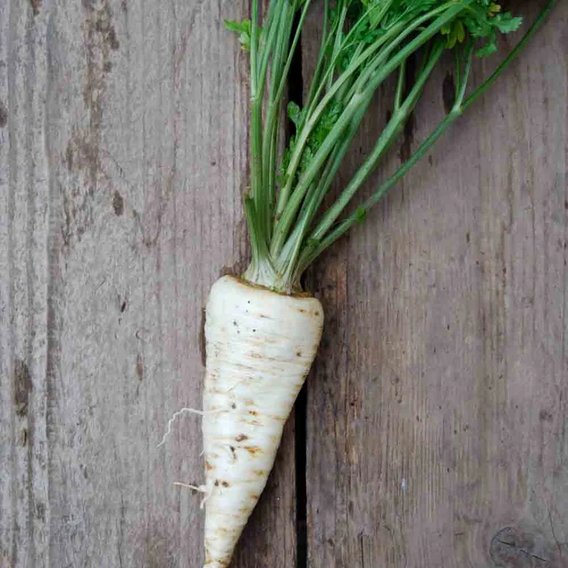 Persil Tubereux A Grosses Racines Gros Hatif