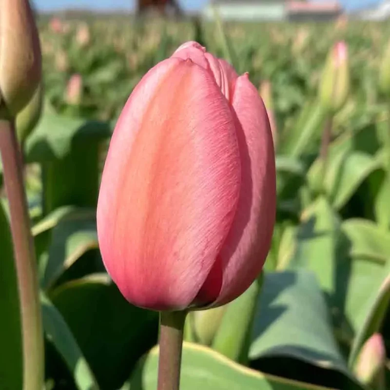 Tulipe Design Impression