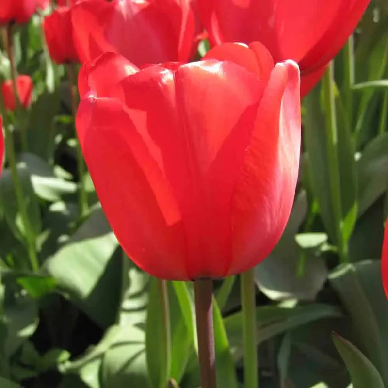 Tulipe Red Impression