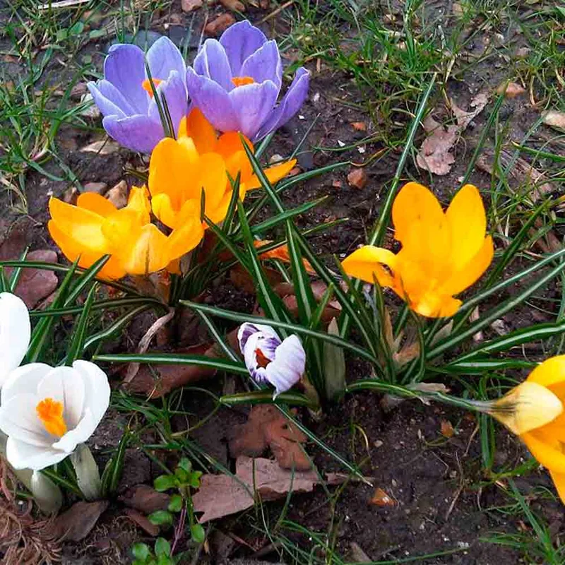 Crocus Chrysanthus Variés