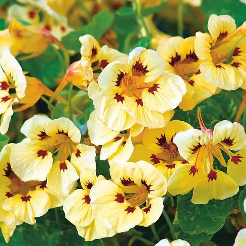 Capucine Cream Troika