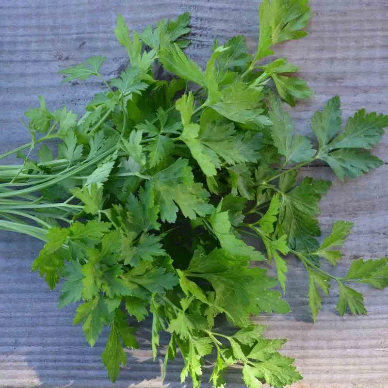 Persil Plat Commun 2