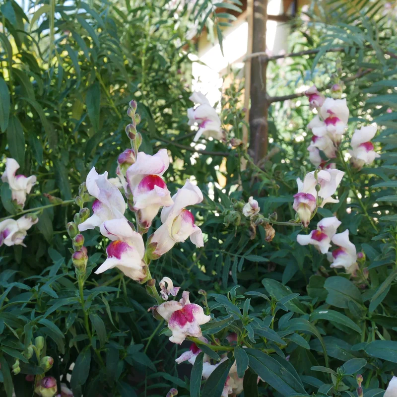 Grand Muflier Lucky Lips