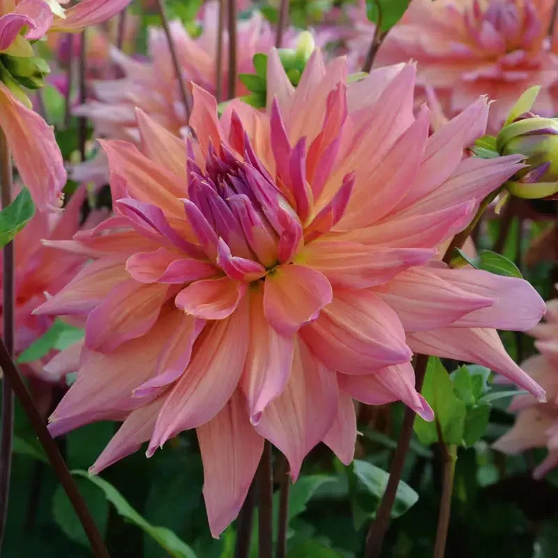 Dahlia Decoratif Pashmina