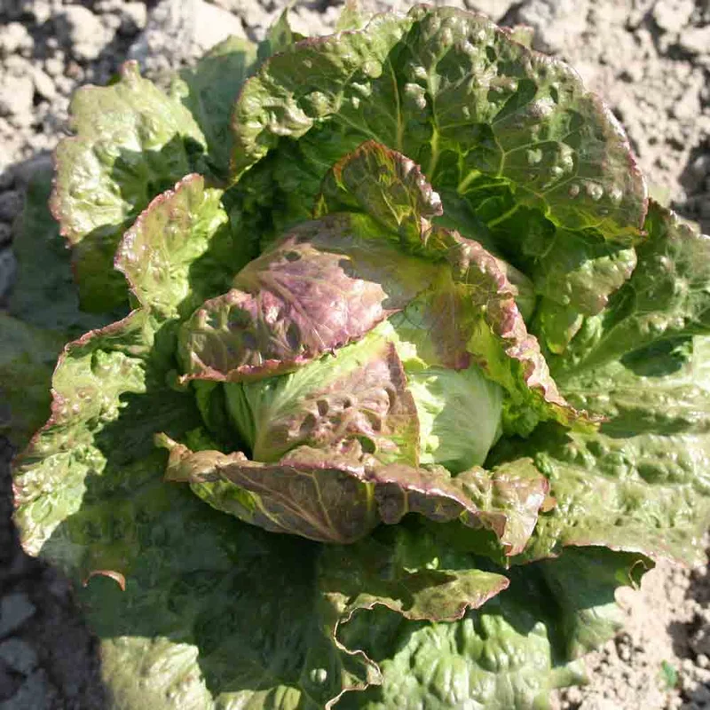 Laitue Pommee Pasquier