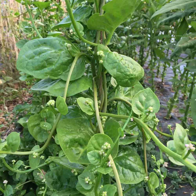 Baselle Alba Ou Epinard De Malabar