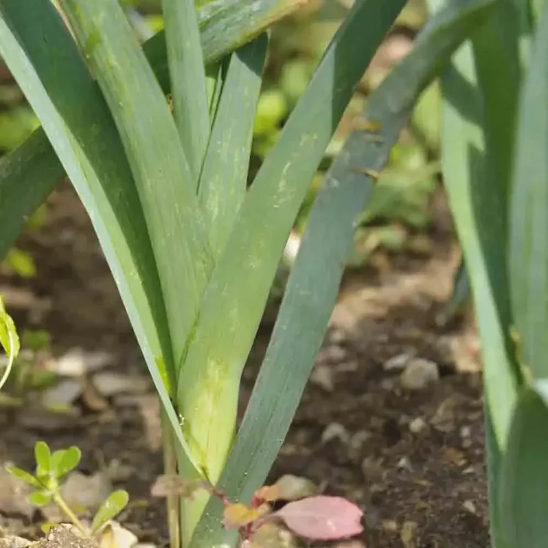 Poireau Bleu De Solaise
