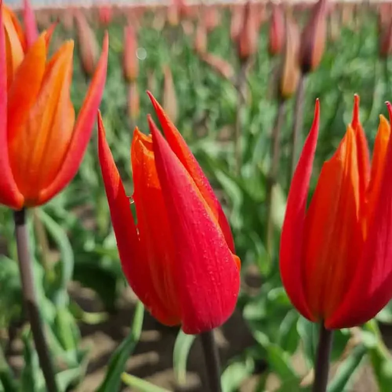 Tulipe Ballerina