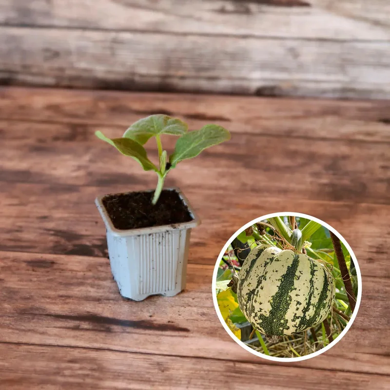 Courge Sweet Dumpling Patidou