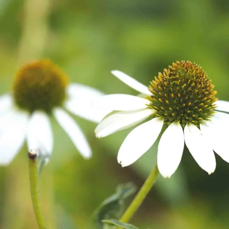 Echinacee  White Swan