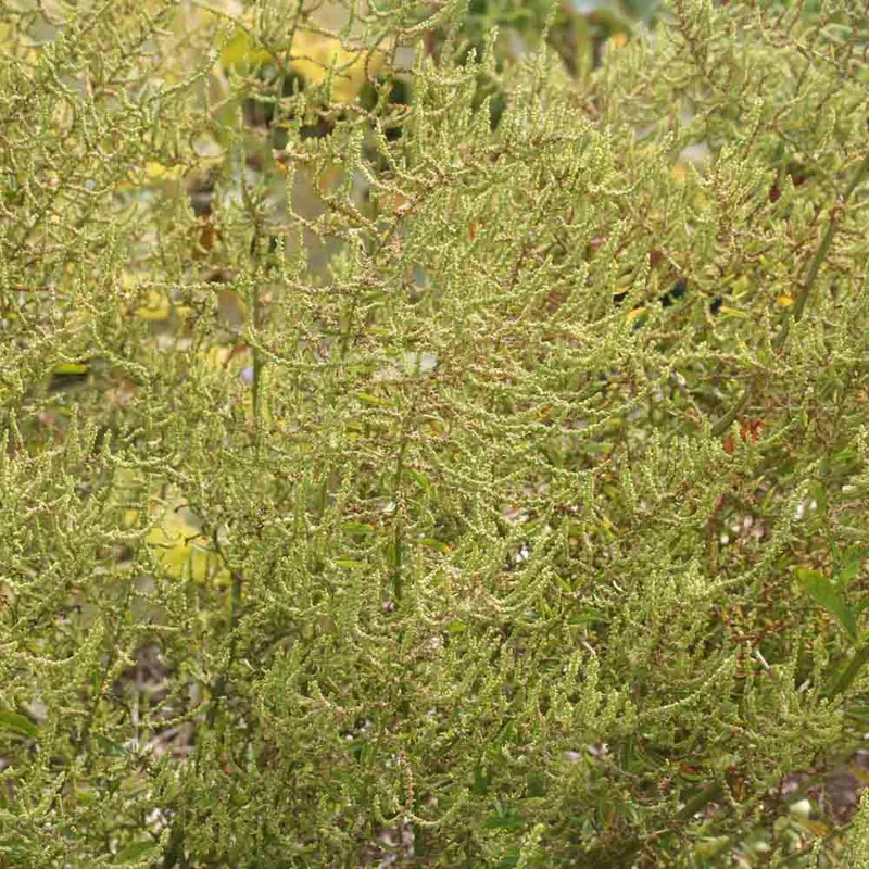 Epazote Ou The Mexicain