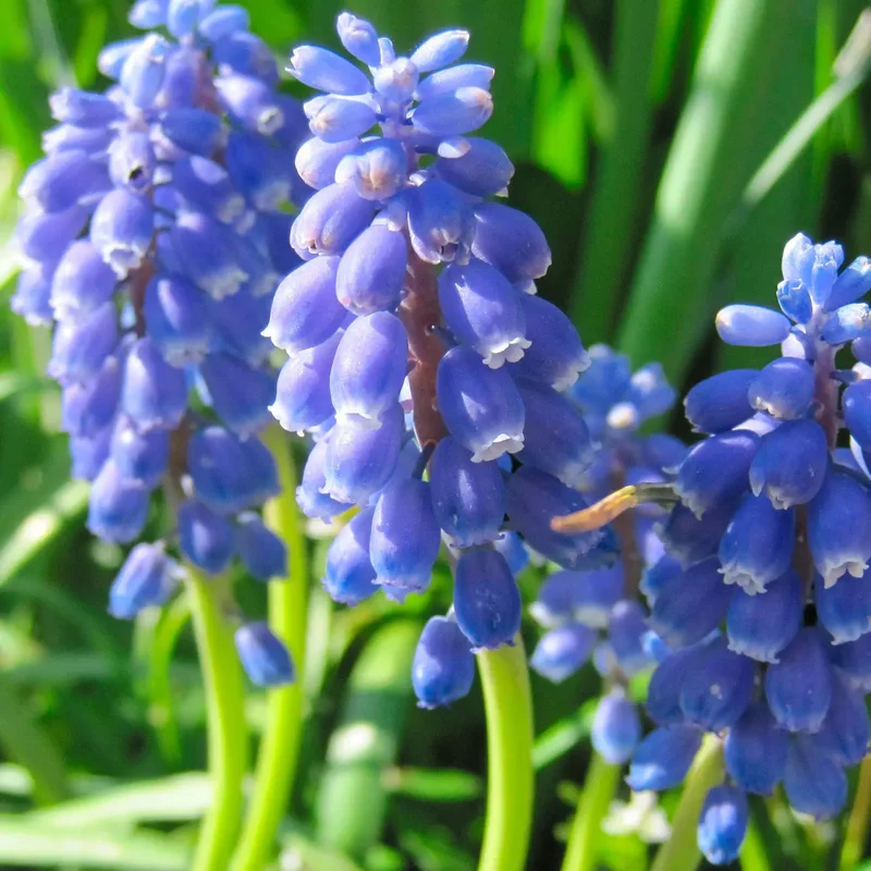 Muscari Armeniacum