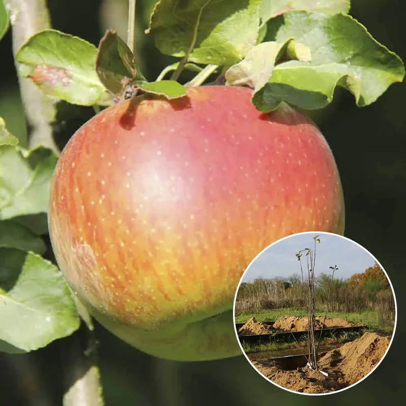 Pommier Reine Des Reinettes
