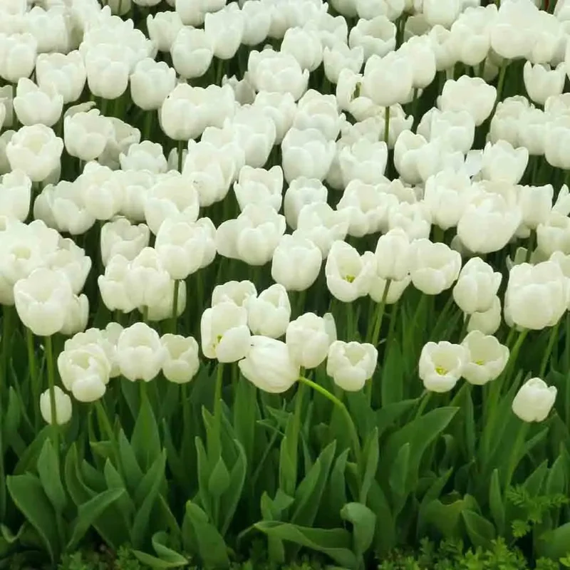 Tulipe Triomphe White