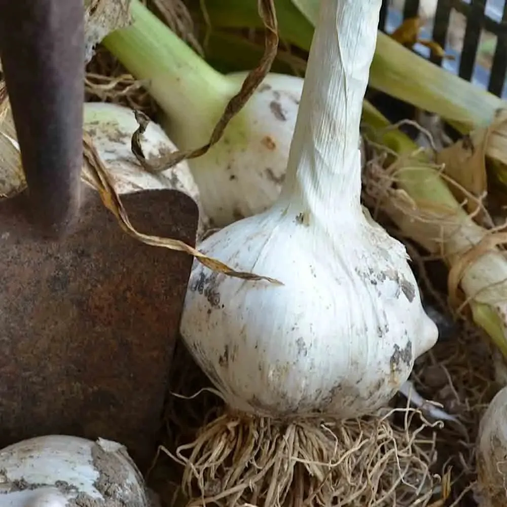 Ail Géant Ou Ail D'orient