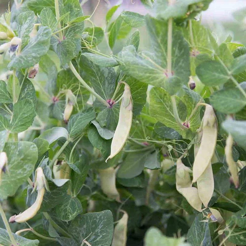 Pois A Rames Golden Sweet Mangetout