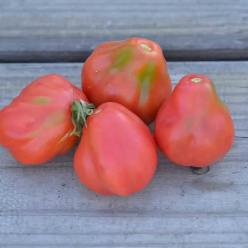 Tomate Tlacolula Pink