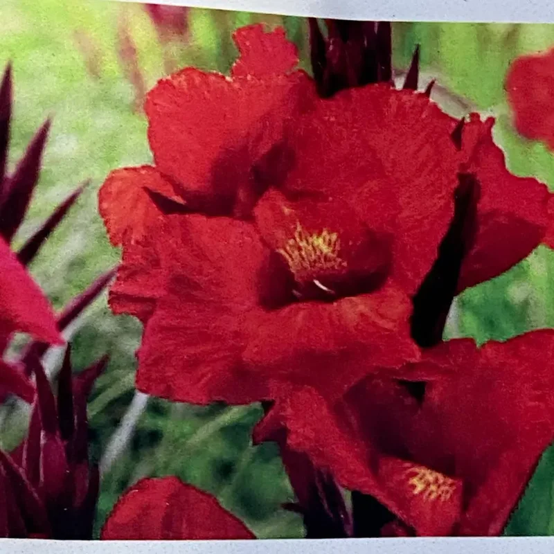 Canna Indica Cleopatra