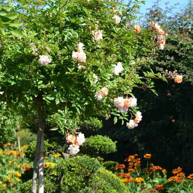 Rosier Ghislaine De Féligonde - Ancien