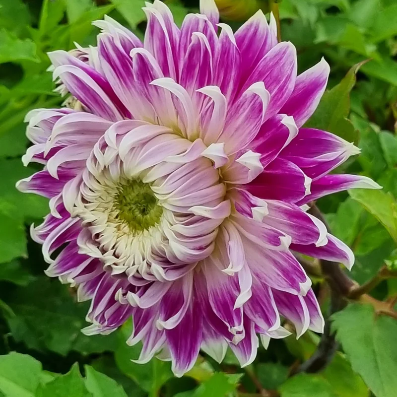 Dahlia Décoratif Avignon