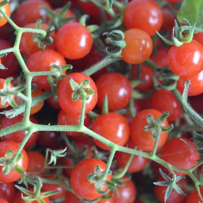 Tomate Pokusa