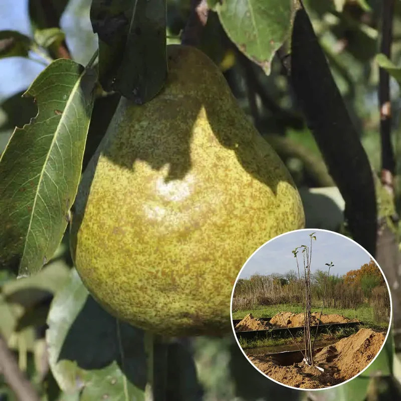 Poirier Soldat Laboureur