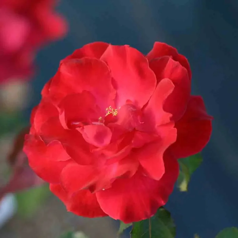 Rosier Chrysler Imperiale - Ancien