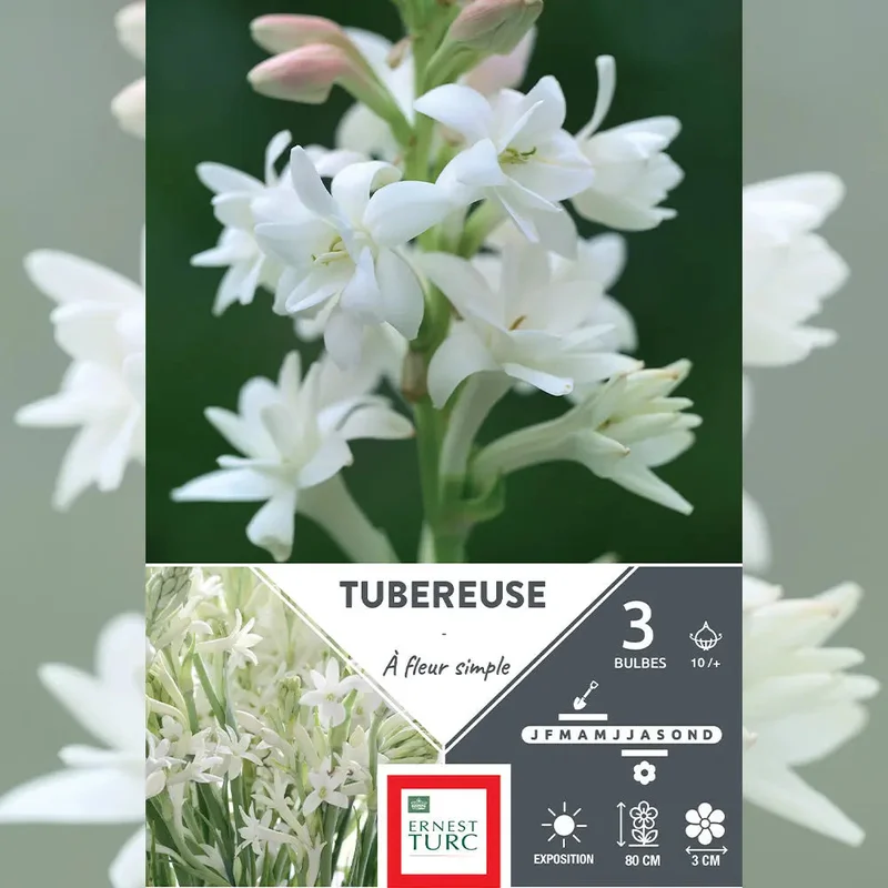 Tubereuse Simple Blanc