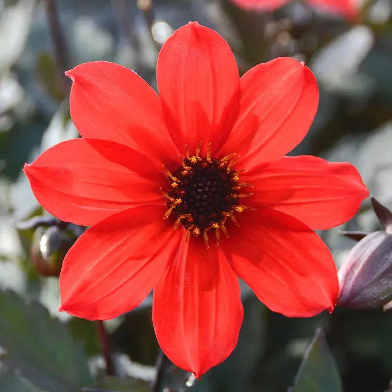 Dahlia Nain Simple Pampa