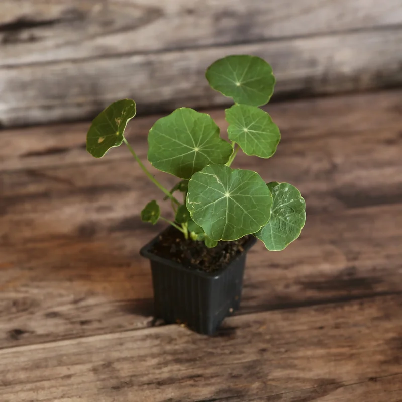 Capucine Naine Tip Top Pink Blush