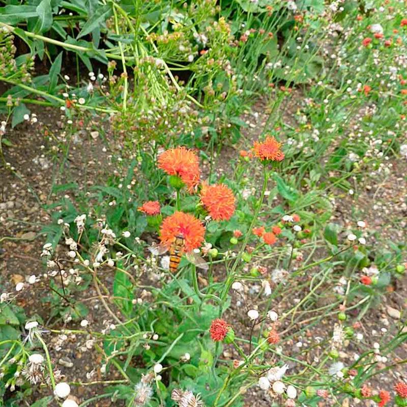 Emilia Scarlet Magic