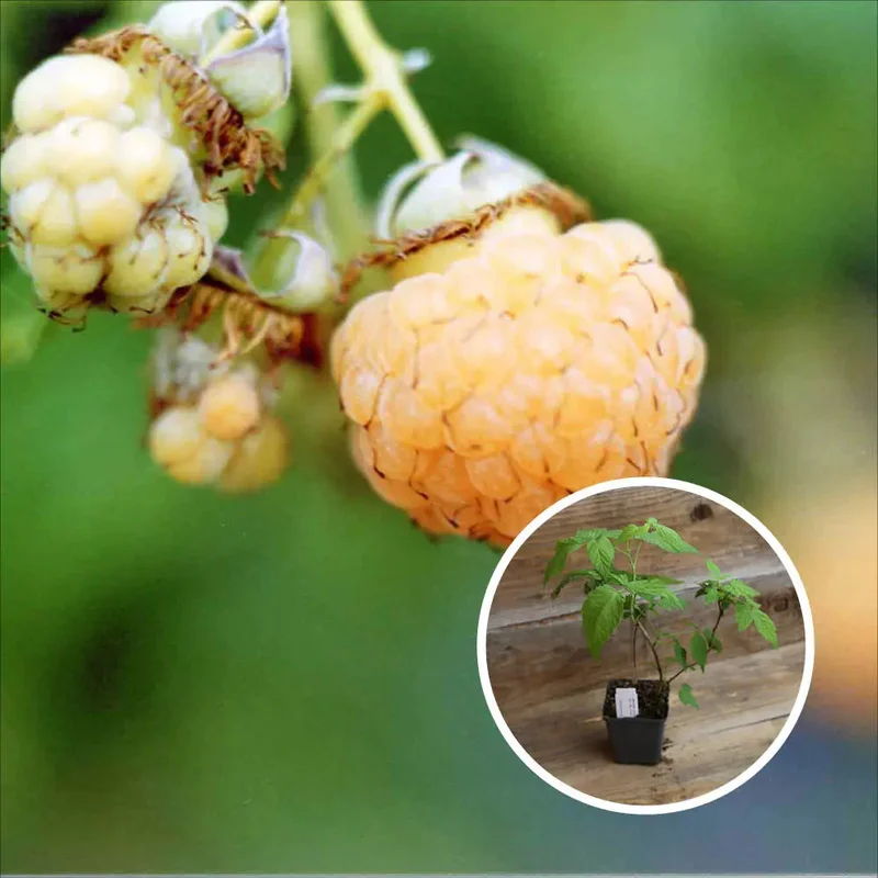 Framboisier Golden Queen