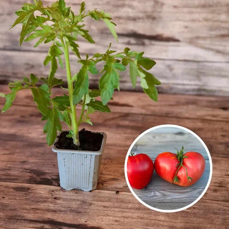 Tomate Coeur