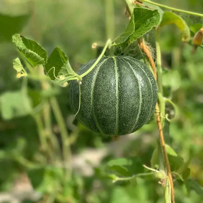 Melon Vert Grimpant