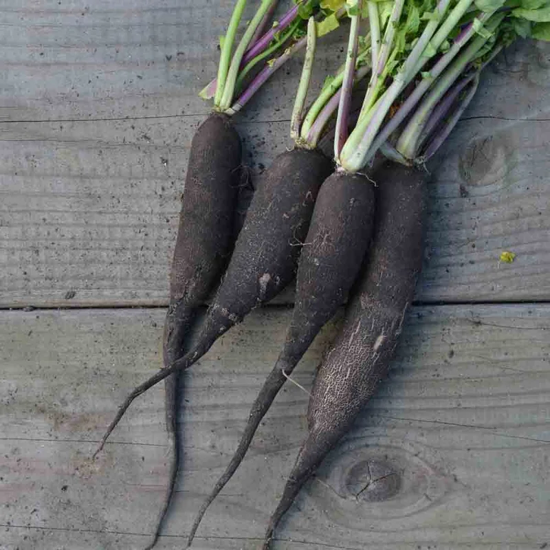 Radis Noir Long Maraicher