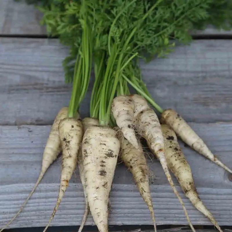 Carotte Blanche Demi-longue Des Vosges