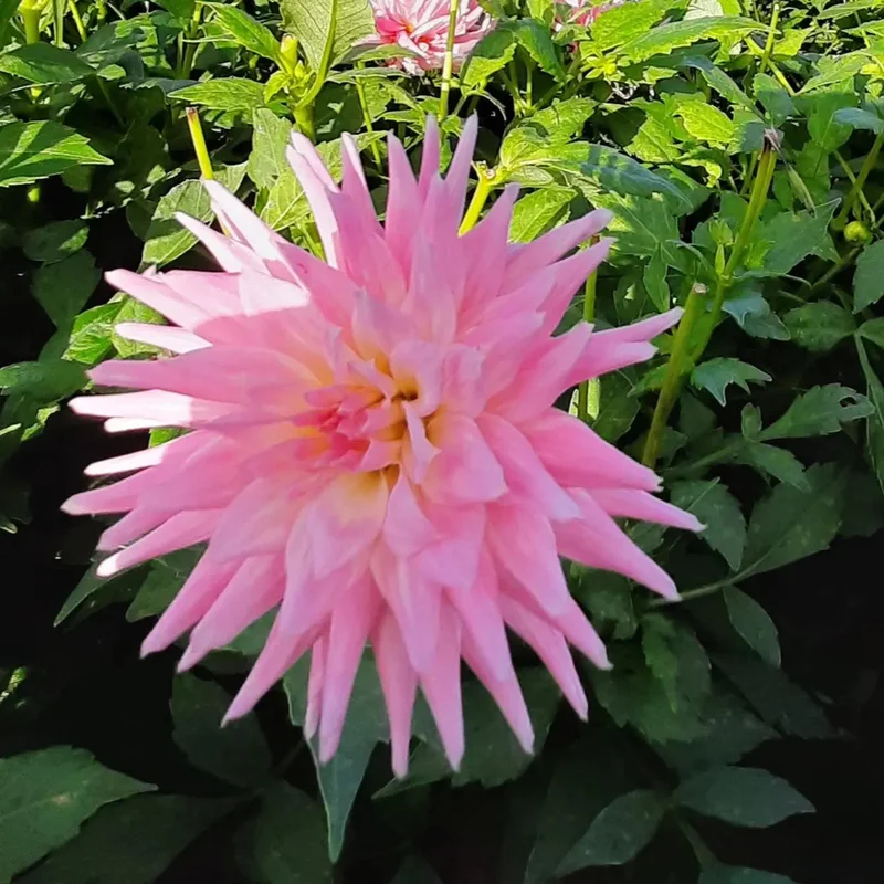 Dahlia Nain Park Princess