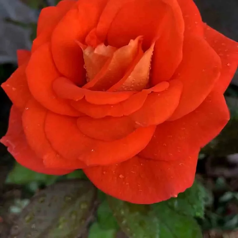 Rosier Terra Botanica