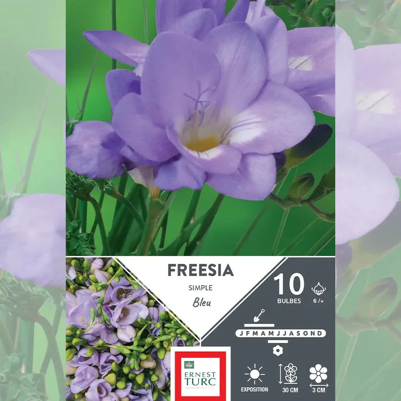 Freesia Simple Bleu