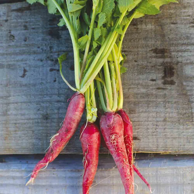 Radis Rosé De Pâques 3