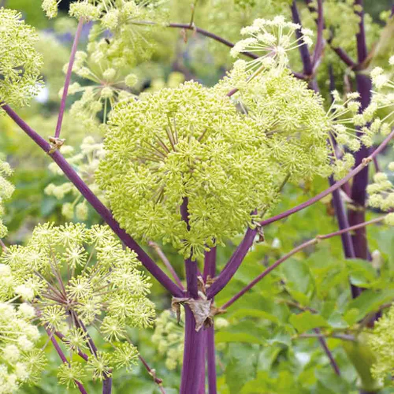Angelique Officinale