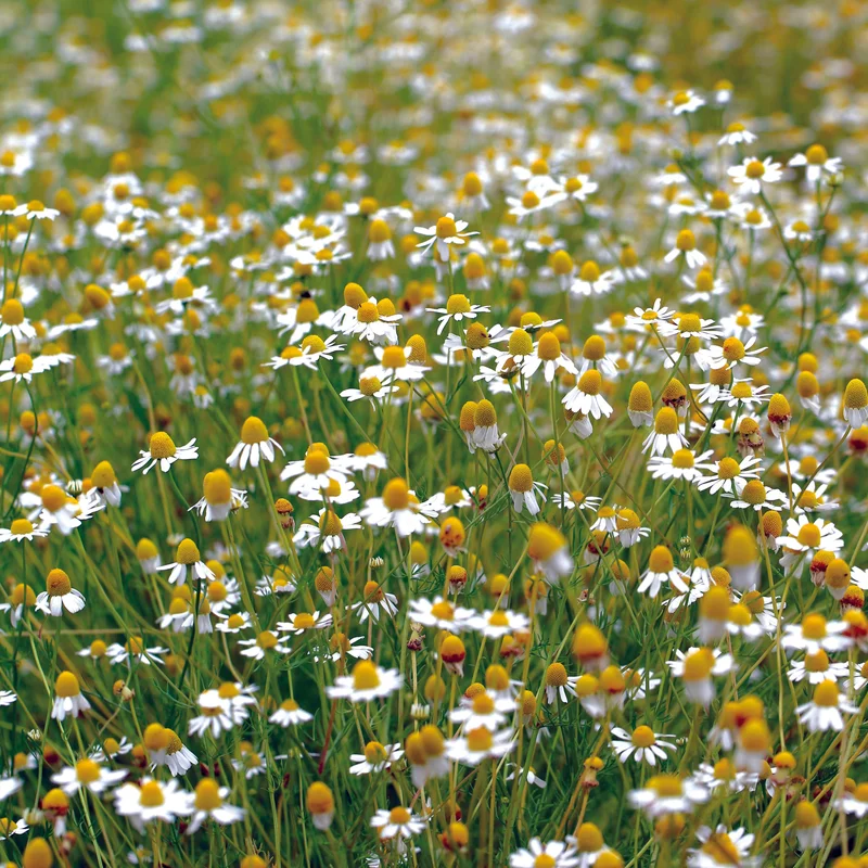 Camomille Matricaire