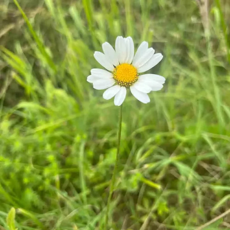 Marguerite Commune Reine De Mai Ou Maikonigin