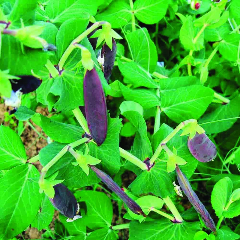 Pois Demi-ramant Shiraz Mangetout