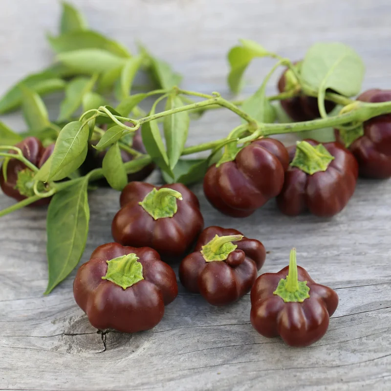 Poivron Mini Chocolate Bell