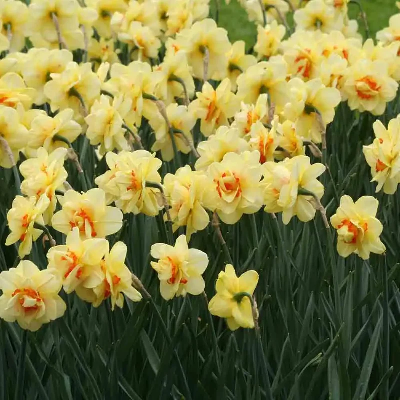 Narcisse Double Tahiti