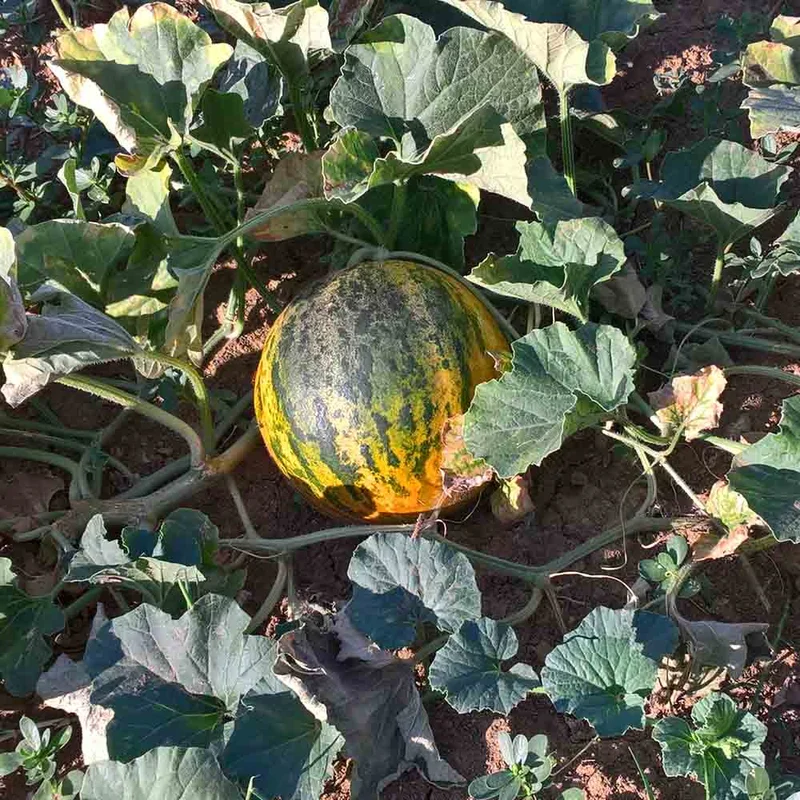 Melon Banana Di Lentigione