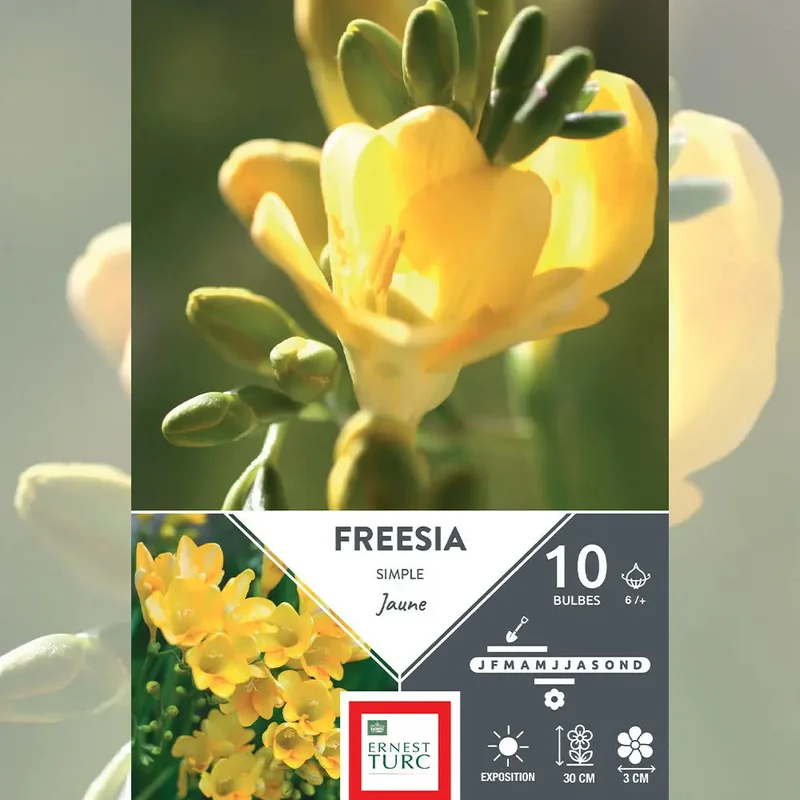 Freesia Simple Jaune
