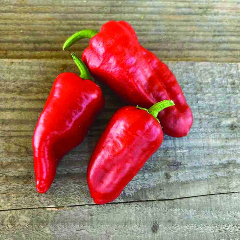 Piment Padron