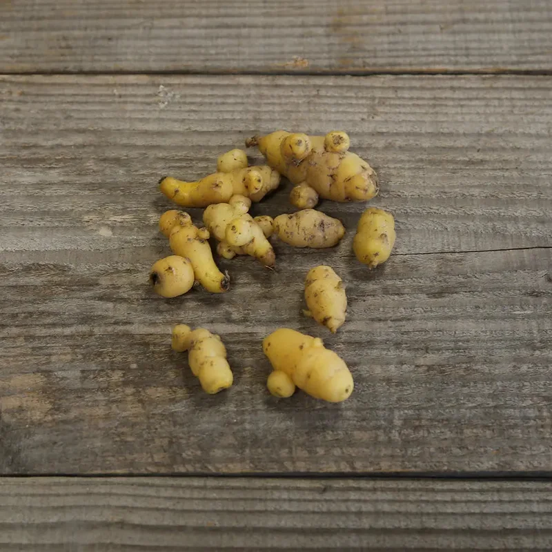 Oca Du Perou Jaune
